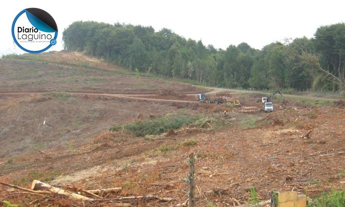 Ingenieros Forestales por el Bosque Nativo renuncian al Comité del Diálogo Forestal Nacional 