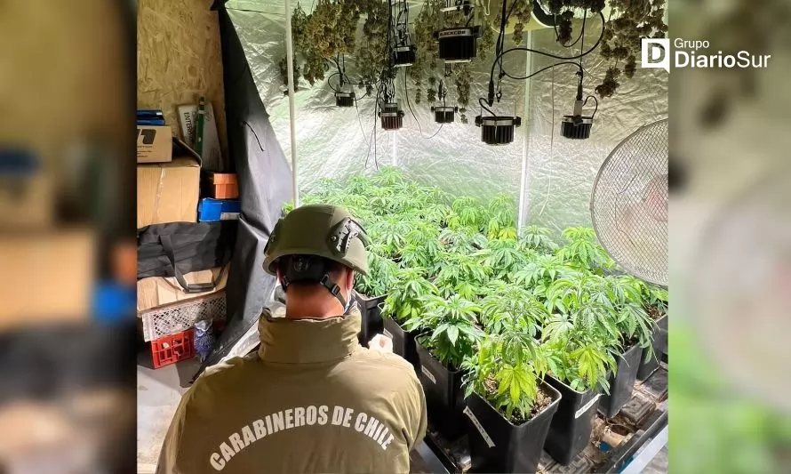 Incautan cannabis desde container adaptado para cultivo ilegal de la droga en Valdivia